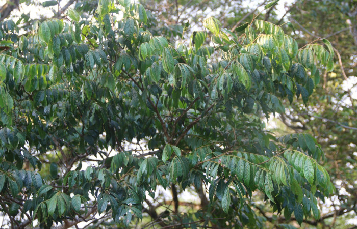  <i>Inga micheliana</i></i>(Fabaceae), planta hospedera de <i>Hemiceras zula</i></i> (Notodontidae). Sector San Cristóbal, Tajo Angeles. Foto, Carolina Cano, 5 Mayo 2019.
Figura 30. I<i>nga micheliana</i></i> (Fabaceae), planta hospedera de <i>Hemiceras zula</i></i> (Notodontidae). Sector San Cristóbal, Tajo Angeles. Foto, Carolina Cano, 5 Mayo 2019.