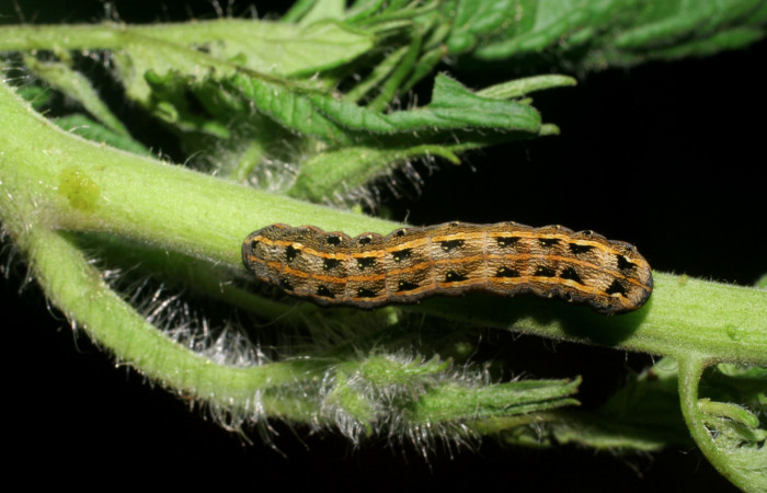 Figura 1. Larva de <i>Spodoptera latifascia</i></i> (Noctuidae). Tercer estadio, en Solanum lycopersicum (introducido). Voucher: 07-SRNP-80-DHJ419237.jpg.