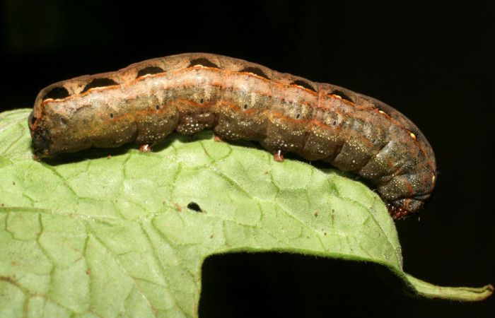 Figura 10. Parte lateral de <i>Spodoptera latifascia</i></i> (Noctuidae). Último estadio. Voucher: 07-SRNP-82-DHJ418194.jpg.