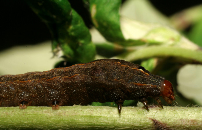 Figura 11. Parte lateral de <i>Spodoptera latifascia</i></i> (Noctuidae) Último estadio. Voucher: 06-SRNP-30264-DHJ409827.jpg.