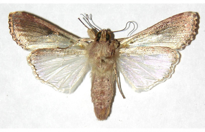Figura 13. Adulto de <i>Spodoptera latifascia</i></i> (Noctuidae).Ventral. Voucher: 02-SRNP-5115-DHJ315961.