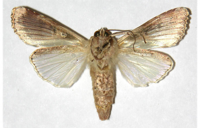 Figura 15. Adulto de <i>Spodoptera latifascia</i></i> (Noctuidae). Ventral. Voucher: 01-SRNP-14637-DHJ315931.