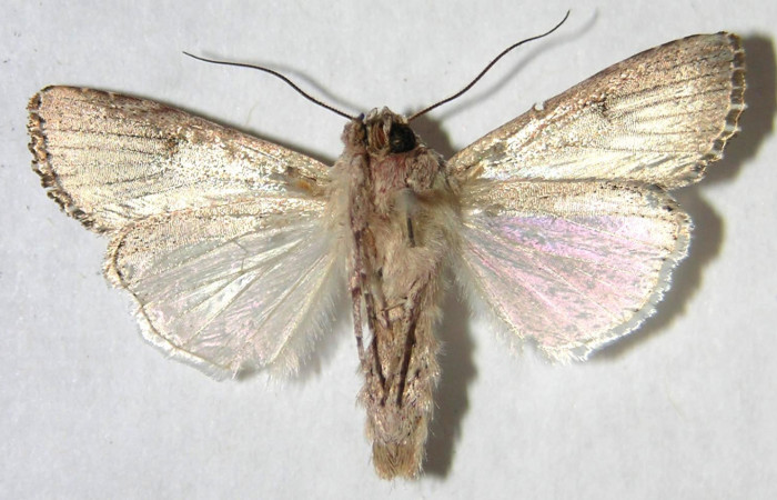 Figura 19. Adulto de <i>Spodoptera eridania</i></i> (Noctuidae). Voucher: 07-SRNP-35351-DHJ366367.