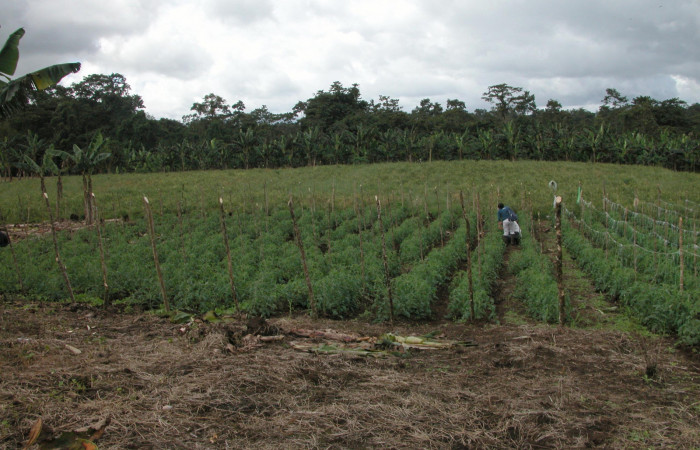 Figura 4. Plantas transplantadas y crecidas de tomates
Finca Tomate, Buenos Aires 11 enero 2007.