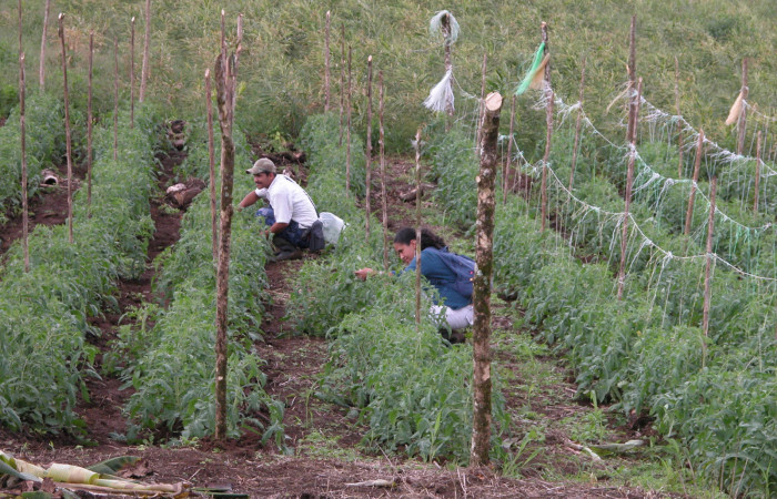 Figura 5. Parataxonomos revisando en busca de larvas. Finca Tomate, Buenos Aires 25 febrero 2007.