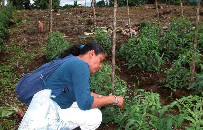 Figura 6. Parataxonoma revisando <i>Solanum lycopersicum</i></i> (introducido) en busca de larvas. Finca Tomate, Buenos Aires 25 febrero 2007.