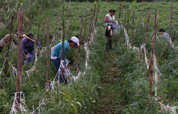 Figura 7. Parataxonomos revisando en busca de larvas. Finca Tomate, Buenos Aires 2007.