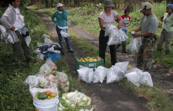 Figura 8. Parataxonomos con larvas recolectadas . Finca Tomate Buenos Aires 2007.