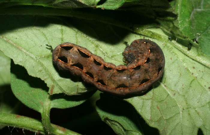 Figura 9. Parte dorsal de <i>Spodoptera latifascia</i></i> (Noctuidae). Último estadio. Voucher 07-SRNP-82-DHJ419240.jpg.