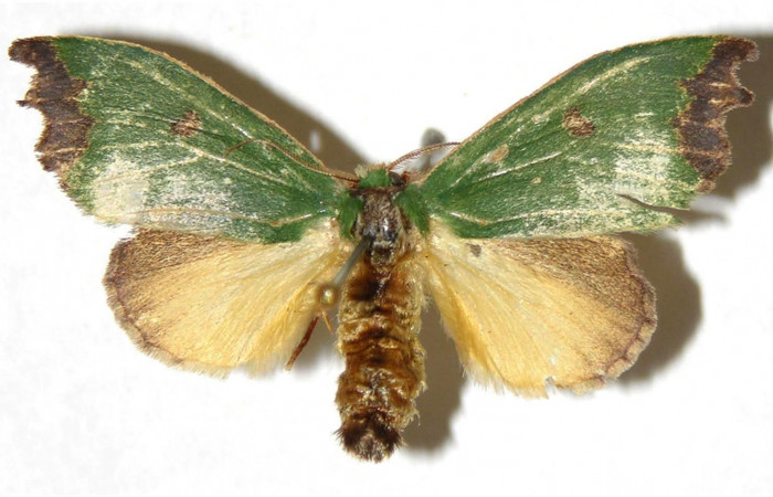 Figura 15. Adulto<i>Rhogalia epigena</i></i> (Limacodidae) vista dorsal. (02-SRNP-1440-DHJ311330).