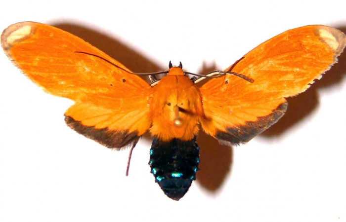 Figura 13. Adulto <i>Ormetica sicilia</i></i> (Erebidae), vista dorsal. (02-SRNP-1624-DHJ38834 ).