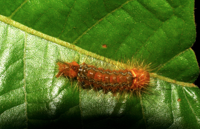 Figura. 12 Larva <i>Ormetica sicilia</i></i> (Erebidae), posición dorsal alimentándose en Inga edulis (Fabaceae). (07-SRNP-3727-DHJ429628.jpg ).