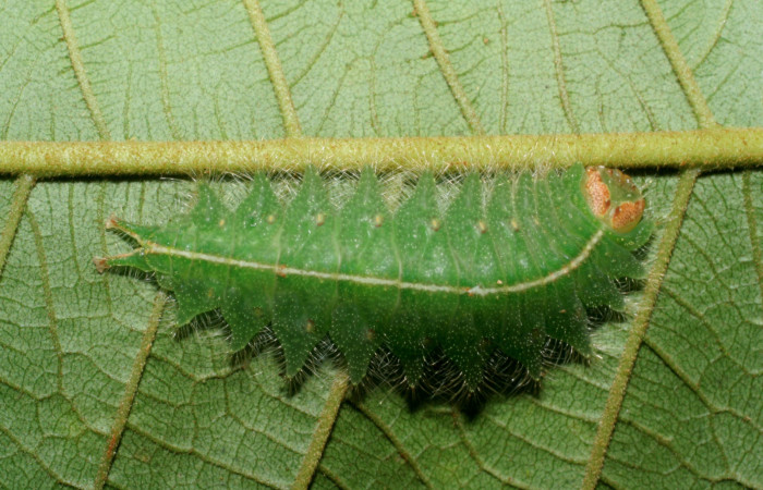 Figura. 14 Larva <i>Rhogalia epigena</i></i> (Limacodidae), posición dorsal alimentándose en Inga edulis (Fabaceae). (08-SRNP-40089-DHJ441747.jpg).