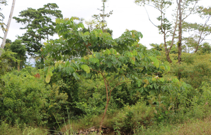Figura. 1 Habitad, <i>Inga edulis</i></i>, (Fabaceae). Area de Conservación Guanacaste, Sector Rincón Rain Forest, Estación Leiva, Selva, (elevación 410 metros), colectada el 30 de Abril 2019. Foto, Jorge Hernández.