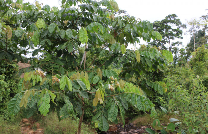 Figura. 2 Habitad, <i>Inga eldulis</i></i>, (Fabaceae). Area de Conservación Guanacaste, Sector Rincón Rain Forest, Estación Leiva, Selva, (elevación 410 metros), colectada el 30 de Abril 2019. Foto, Jorge Hernández.