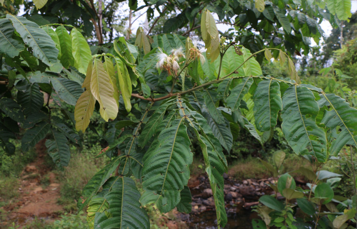 Figura. 9 Flor en rama nueva, <i>Inga eldulis</i></i>, (Fabaceae). Area de Conservación Guanacaste, Sector Rincón Rain Forest, Estación Leiva, Selva, (elevación 410 metros), colectada el 30 de Abril 2019. Foto, Jorge Hernández.