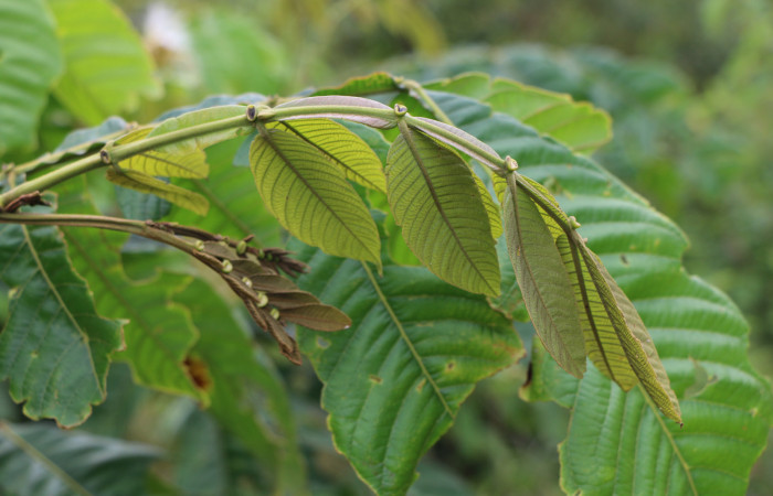Figura. 6 Hoja nueva, <i>Inga eldulis</i></i>, (Fabaceae). Area de Conservación Guanacaste, Sector Rincón Rain Forest, Estación Leiva, Selva, (elevación 410 metros), colectada el 30 de Abril 2019. Foto, Jorge Hernández.