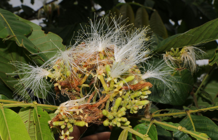 Figura. 10 Flor en racimo, <i>Inga eldulis</i></i>, (Fabaceae). Area de Conservación Guanacaste, Sector Rincón Rain Forest, Estación Leiva, Selva, (elevación 410 metros), colectada el 30 de Abril 2019. Foto, Jorge Hernández.