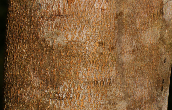 Figura. 8 Corteza, <i>Inga eldulis</i></i>, (Fabaceae). Area de Conservación Guanacaste, Sector Rincón Rain Forest, Estación Leiva, Selva, (elevación 410 metros), colectada el 30 de Abril 2019. Foto, Jorge Hernández.