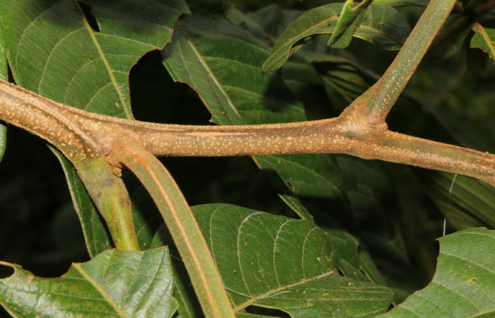 Figura. 5 Posición hojas, <i>Inga eldulis</i></i>, (Fabaceae). Area de Conservación Guanacaste, Sector Rincón Rain Forest, Estación Leiva, Selva, (elevación 410 metros), colectada el 30 de Abril 2019. Foto, Jorge Hernández.