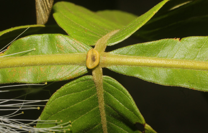 Figura. 7 Nectario, <i>Inga eldulis</i></i>, (Fabaceae). Area de Conservación Guanacaste, Sector Rincón Rain Forest, Estación Leiva, Selva, (elevación 410 metros), colectada el 30 de Abril 2019. Foto, Jorge Hernández.