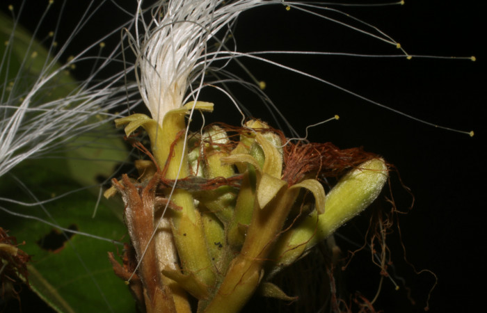 Figura. 11 Flor lateral nueva, <i>Inga eldulis</i></i>, (Fabaceae). Area de Conservación Guanacaste, Sector Rincón Rain Forest, Estación Leiva, Selva, (elevación 410 metros), colectada el 30 de Abril 2019. Foto, Jorge 