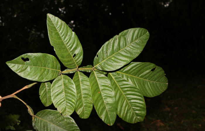 Figura. 4 Hoja haz, <i>Inga eldulis</i></i>, (Fabaceae). Area de Conservación Guanacaste, Sector Rincón Rain Forest, Estación Leiva, Selva, (elevación 410 metros), colectada el 30 de Abril 2019. Foto, Jorge Hernández.