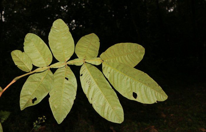 Figura. 3 Hoja envés, <i>Inga eldulis</i></i>, (Fabaceae). Area de Conservación Guanacaste, Sector Rincón Rain Forest, Estación Leiva, Selva, (elevación 420 metros), colectada el 30 de Abril 2019. Foto, Jorge Hernández.