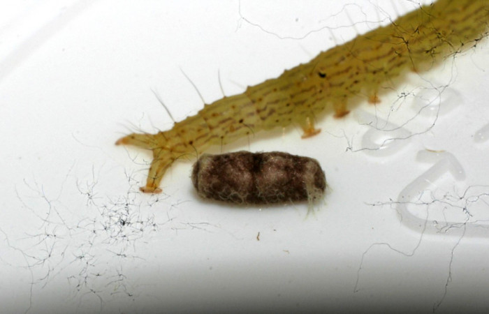 Fig.10 Capullo parásito  <i>Glyptapanteles</i></i> Whitfield89(Braconidae) de <i>Antiblemma amarga</i></i>.  Voucher: 11-SRNP-32159-DHJ483922.jpg
