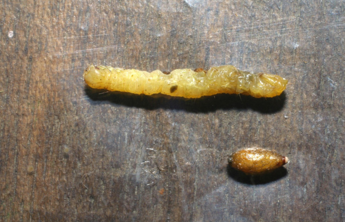 Fig.11 Capullo parásito <i>Meteorus</i></i> Janzen15 (Braconidae)  de <i>Antiblemma amarga</i></i>. Voucher: 06-SRNP-34952-DHJ416684.jpg