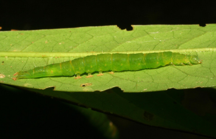 Fig.1 Larva <i>Antiblemma amarga</i></i> en último estadío mostrando la parte lateral Voucher: 05-SRNP-32793-DHJ404907.jpg