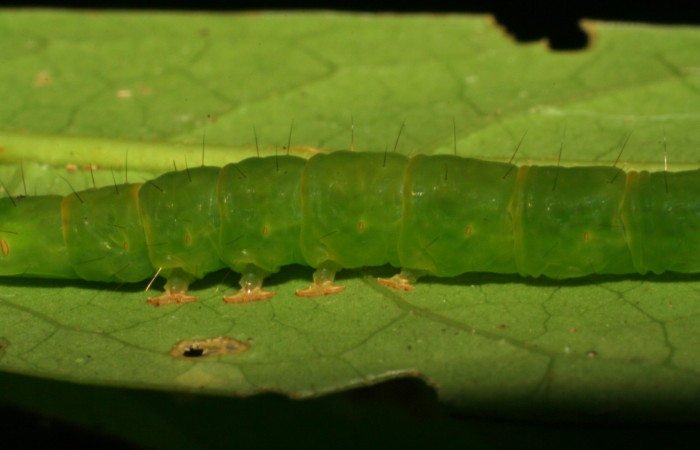 Fig.2 Larva <i>Antiblemma amarga</i></i> en penúltimo estadio mostrando la parte propatas mediales.  Voucher: 05-SRNP-32793-DHJ404911.jpg