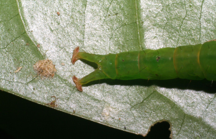 Fig.3 Larva <i>Antiblemma amarga</i></i> en último estadío mostrando la parte estructura último segmento.  Voucher: 05-SRNP-32793-DHJ404913.jpg