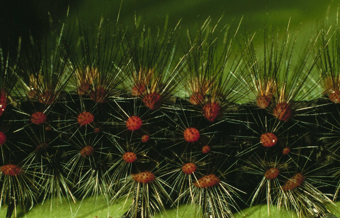 Fig.4 Larva <i>Hypercompe laeta</i></i> en último estadío último mostrando morfológíca del cuerpo. Voucher: 98-SRNP-2066-DHJ44103.jpg