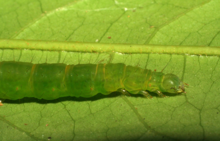 Fig.5  Larva <i>Antiblemma amarga</i></i> en último estadío mostrando parte lateral de la cabeza. Voucher: 05-SRNP-32793-DHJ404910.jpg