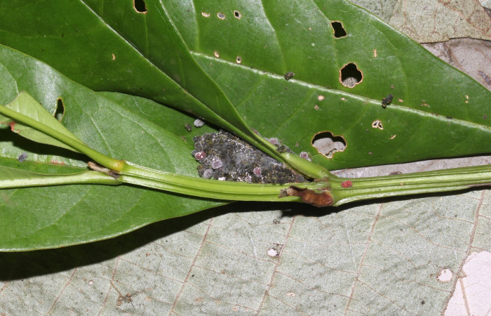 Fig.6 Prepupa <i>Antiblemma amarga</i></i> mostrando forma de capullo. Voucher: 17-SRNP-32472-DHJ740884.jpg