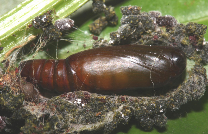 Fig.7 Pupa <i>Antiblemma amarga</i></i> , mostrando forma de capullo y pupa. Voucher: 17-SRNP-32472-DHJ740886.jpg
