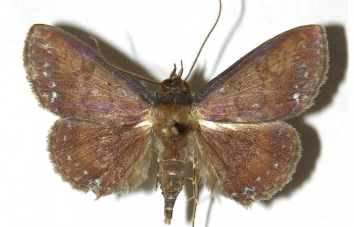 Fig.8 Adulto <i>Antiblemma amarga</i></i>  dorsal. Hembra. Voucher: 05-SRNP-32369-DHJ315346.jpg