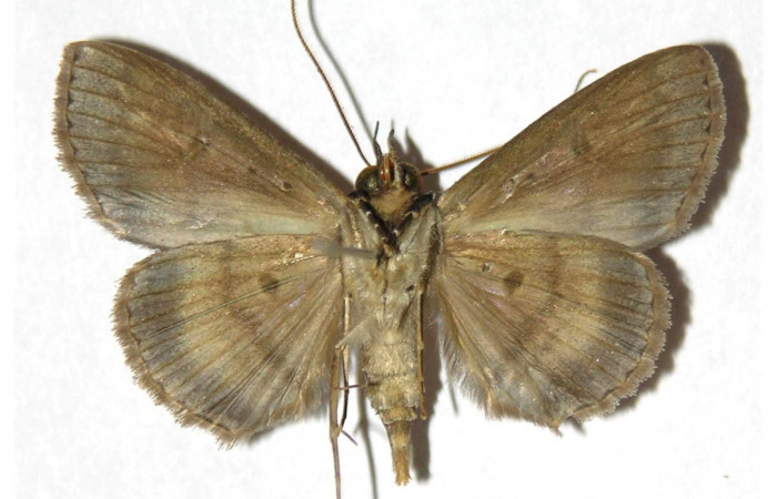 Fig.9 Adulto <i>Antiblemma amarga</i></i> ventral. Hembra. Voucher: 05-SRNP-32369-DHJ315347.jpg