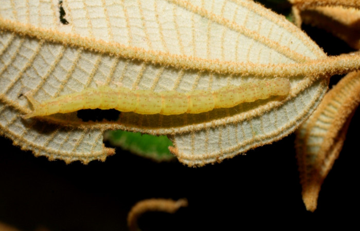 Fig.2 Larva  <i>Antiblemma ceras</i></i> en último estadío mostrando la parte propatas. Voucher: 09-SRNP-30053-DHJ450809.JPG