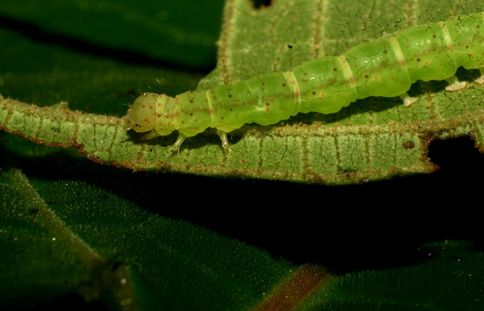Fig. 3  Larva <i>Antiblemma ceras</i></i>  en penúltimo estadio mostrando estructura patas. Voucher: 11-SRNP-31898-DHJ494590.jpg