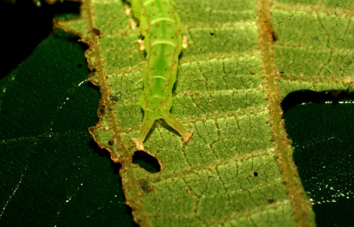 Fig.4 Larva <i>Antiblemma ceras</i></i>  en penúltimo estadio mostrando estructura del último segmento.  Voucher:  11-SRNP-31898-DHJ494591.jpg