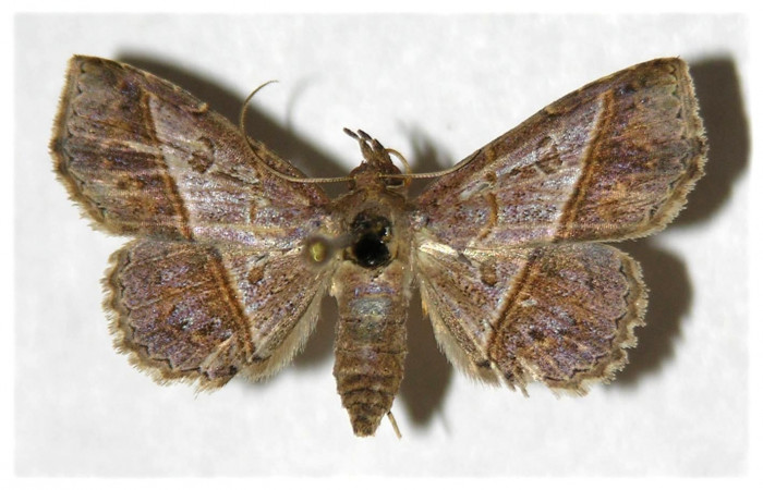 Fig.6 Adulto <i>Antiblemma ceras</i></i>  dorsal. Hembra. Voucher:05-SRNP-5421-DHJ320866.jpg