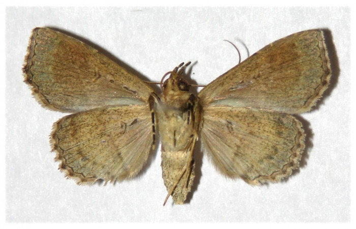 Fig.7 Adulto <i>Antiblemma ceras</i></i>  ventral. Hembra. Voucher 05-SRNP-5421-DHJ320867.jpg
