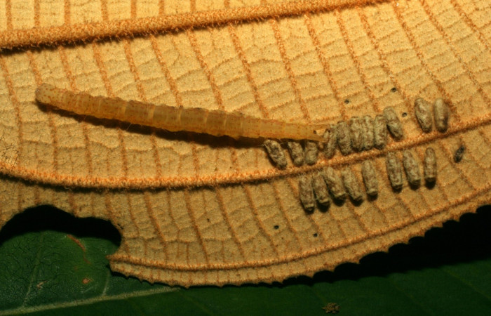 Fig.8 Parásitos <i>Glyptapanteles wonyoungchoi</i></i> de <i>Antiblemma ceras</i></i>  Voucher: 09-SRNP-71472-DHJ461214.JPG