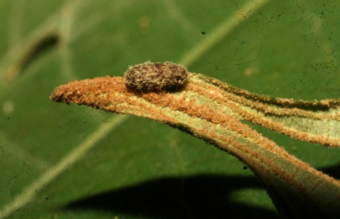 Fig.9 Parásitos <i>Glyptapanteles</i></i> Janzen05 de <i>Antiblemma ceras</i></i>  Voucher: 11-SRNP-32320-DHJ484012.jpg