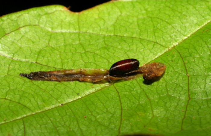 Fig.10  Cadáver y pupario de Tachinidae parasitado de <i>Antiblemma</i></i> Poole13 Voucher: 07-SRNP-32961-DHJ427341.jpg