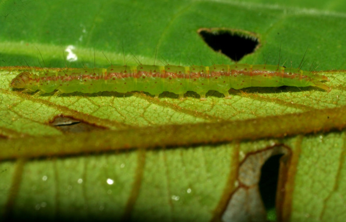 Fig.2 Larva <i>Antiblemma</i></i> Poole13  en penúltimo estadío mostrando la parte propatas.  Voucher: 07-SRNP-33117-DHJ427523.jpg