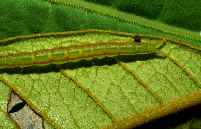 Fig.3 Larva <i>Antiblemma</i></i> Poole13 en último estadío mostrando la parte dorsal Voucher: 07-SRNP-33117-DHJ427525.jpg
