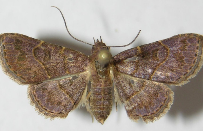 Fig.5 Adulto <i>Antiblemma</i></i> Poole13  dorsal. Hembra. Voucher: 09-SRNP-76786-DHJ522080.jpg